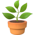 Potted Plant ok 