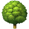 Deciduous Tree ok 