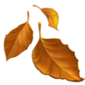 Fallen Leaf ok 