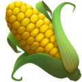 Ear of Corn ok 